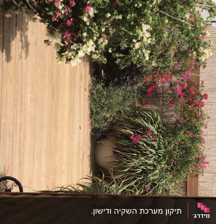 עציצים עם פרחים צבעוניים על דק עץ